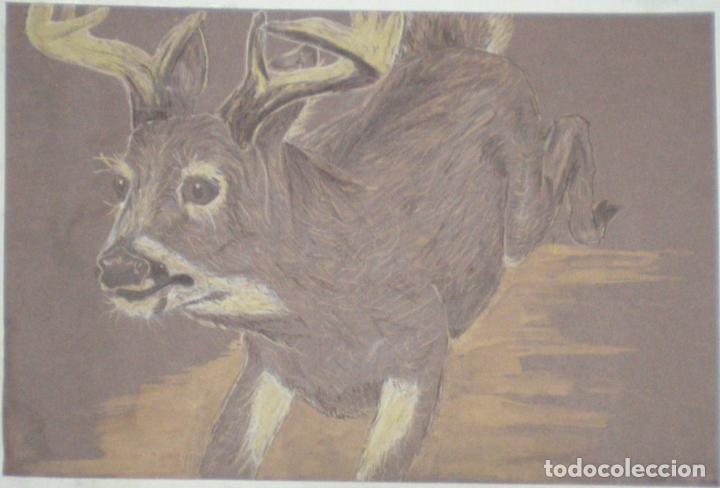 Kunst: acuarela sobre cartulina, ciervo firmado f jason