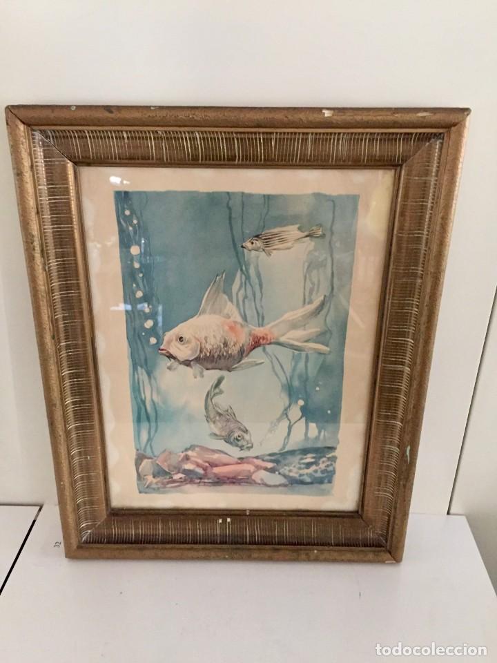 Arte: CARLOS BECQUER , acuarela peces - Foto 2