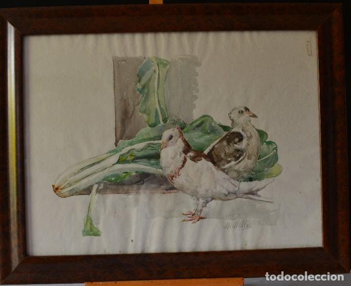 Arte: Acuarela palomas y acelgas . Firmado Manuel Millan