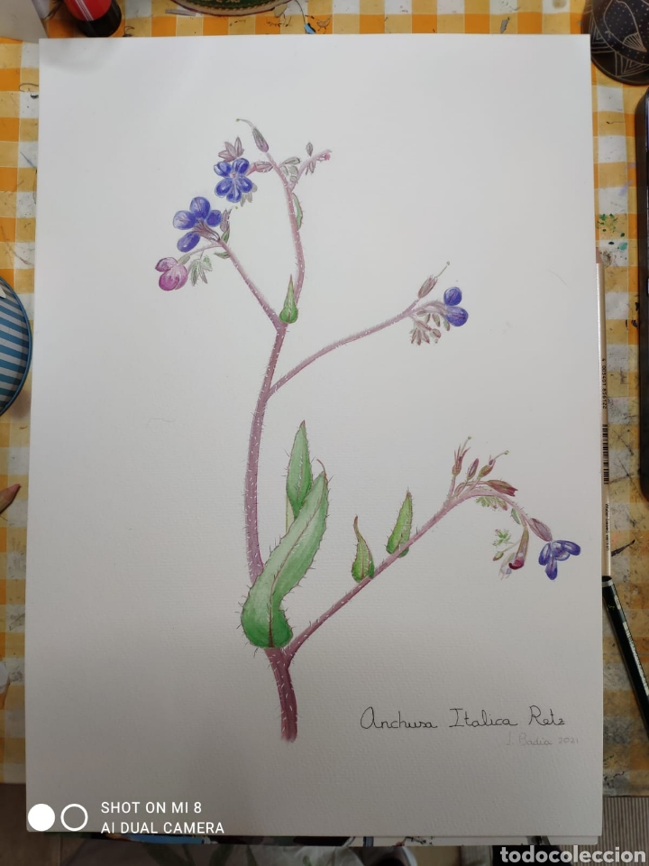 Arte: Acuarela botanica original, flor silvestre, Anchusa Italica Retz, firmado. 42 x 29,7 cm