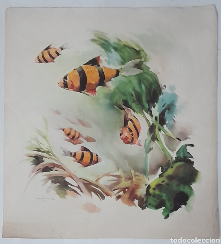 Arte: REPRODUCCI&Oacute;N DE EPOCA DE ACUARELA DE BALLESTAR. A&ntilde;os 60s