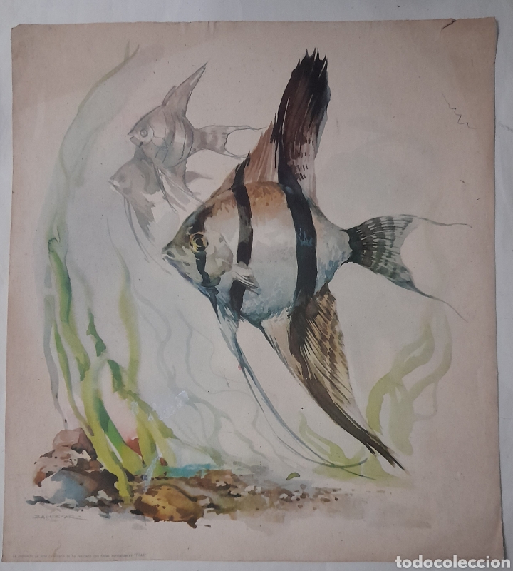 Arte: REPRODUCCI&Oacute;N DE ACUARELA DE BALLESTAR. A&ntilde;os 60s.