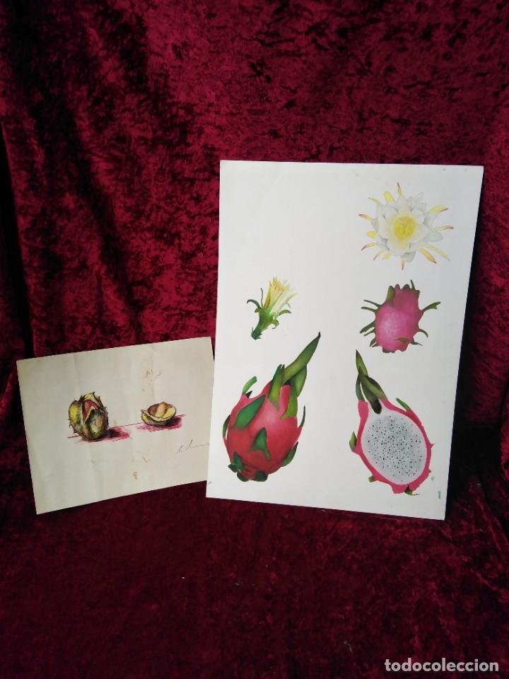 Arte: Preciosos dibujos originales de una pitaya, (uno de ellos seguramente de Daniela C&agrave;rdenas y el otro