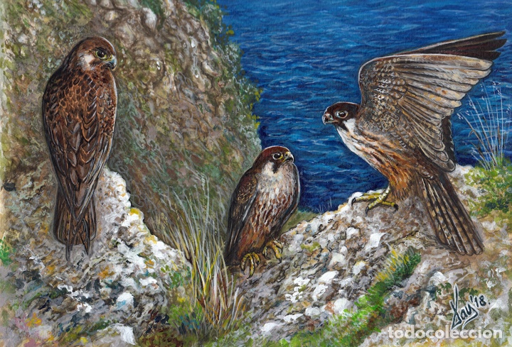 Arte: Acuarela. Halcones de Eleonor - Foto 3