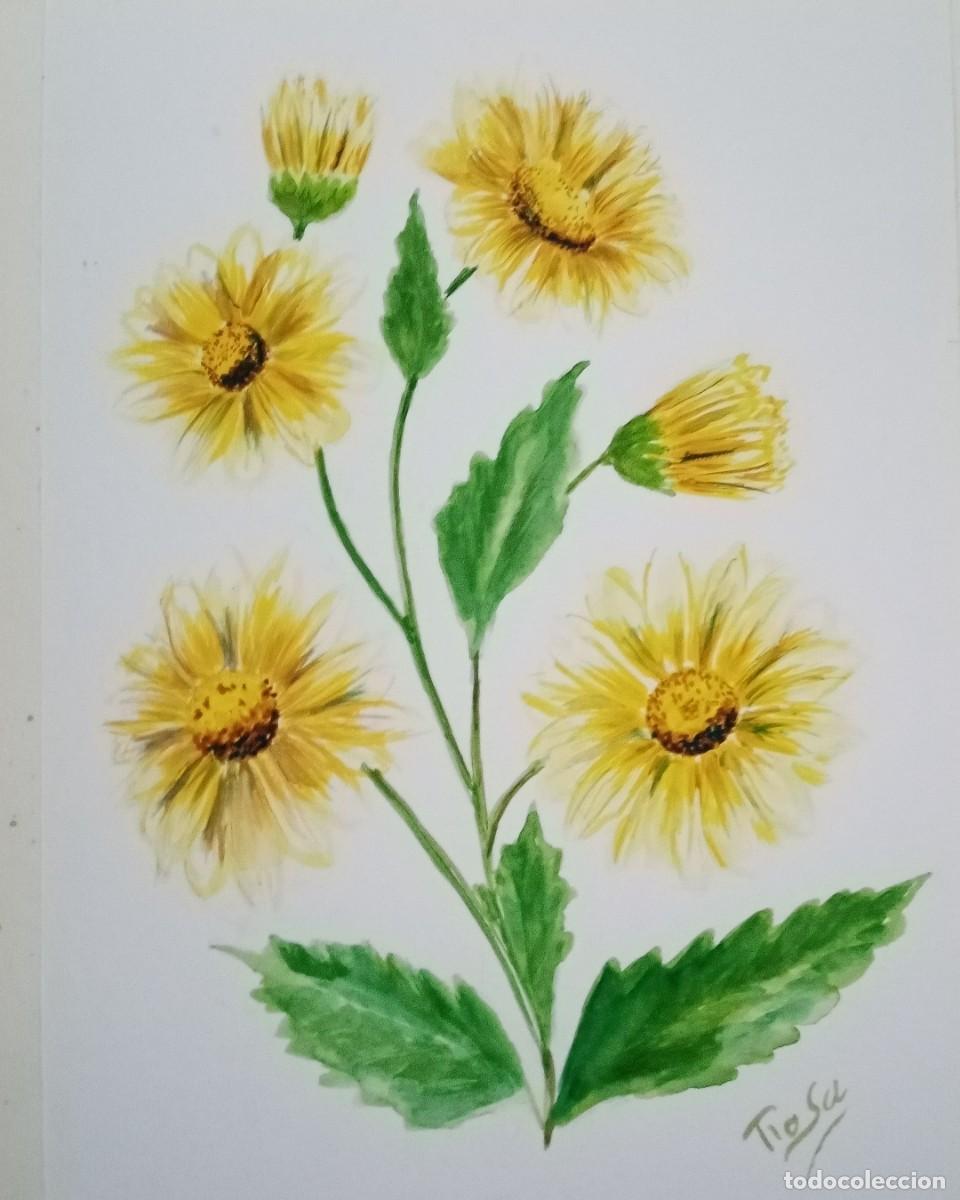 Arte: Margaritas, acuarela - Foto 1