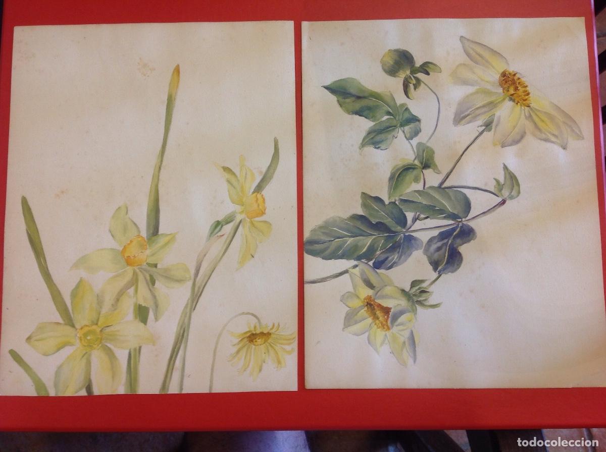 Arte: An&oacute;nimo.(Esc. Espa&ntilde;ola). Estudios bot&aacute;nicos. - Foto 1