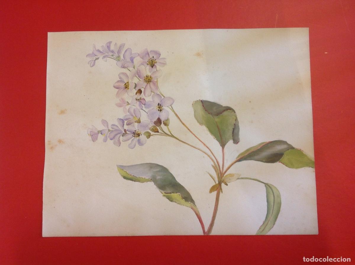 Arte: An&oacute;nimo.(Esc. Espa&ntilde;ola). Estudios bot&aacute;nicos. - Foto 2