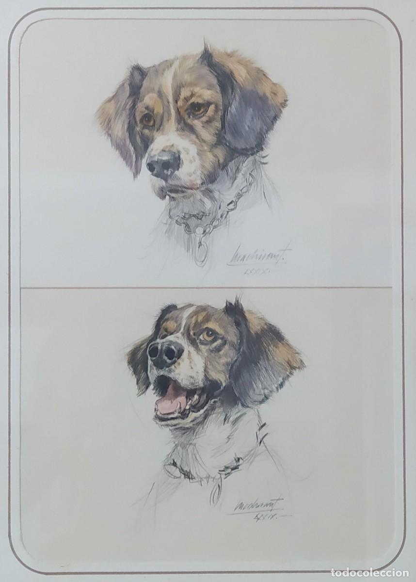 Arte: 2 ACUARELAS DE J. MACHIRANT (&ldquo;SIN T&Iacute;TULO, PERRO&rdquo;) - Foto 1