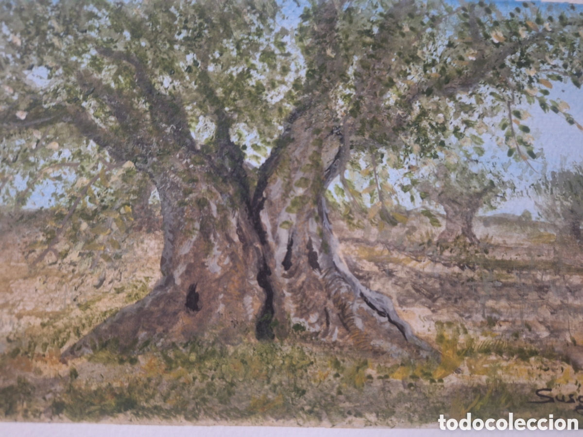 Arte: Acuarela Original de Olivo - Foto 1