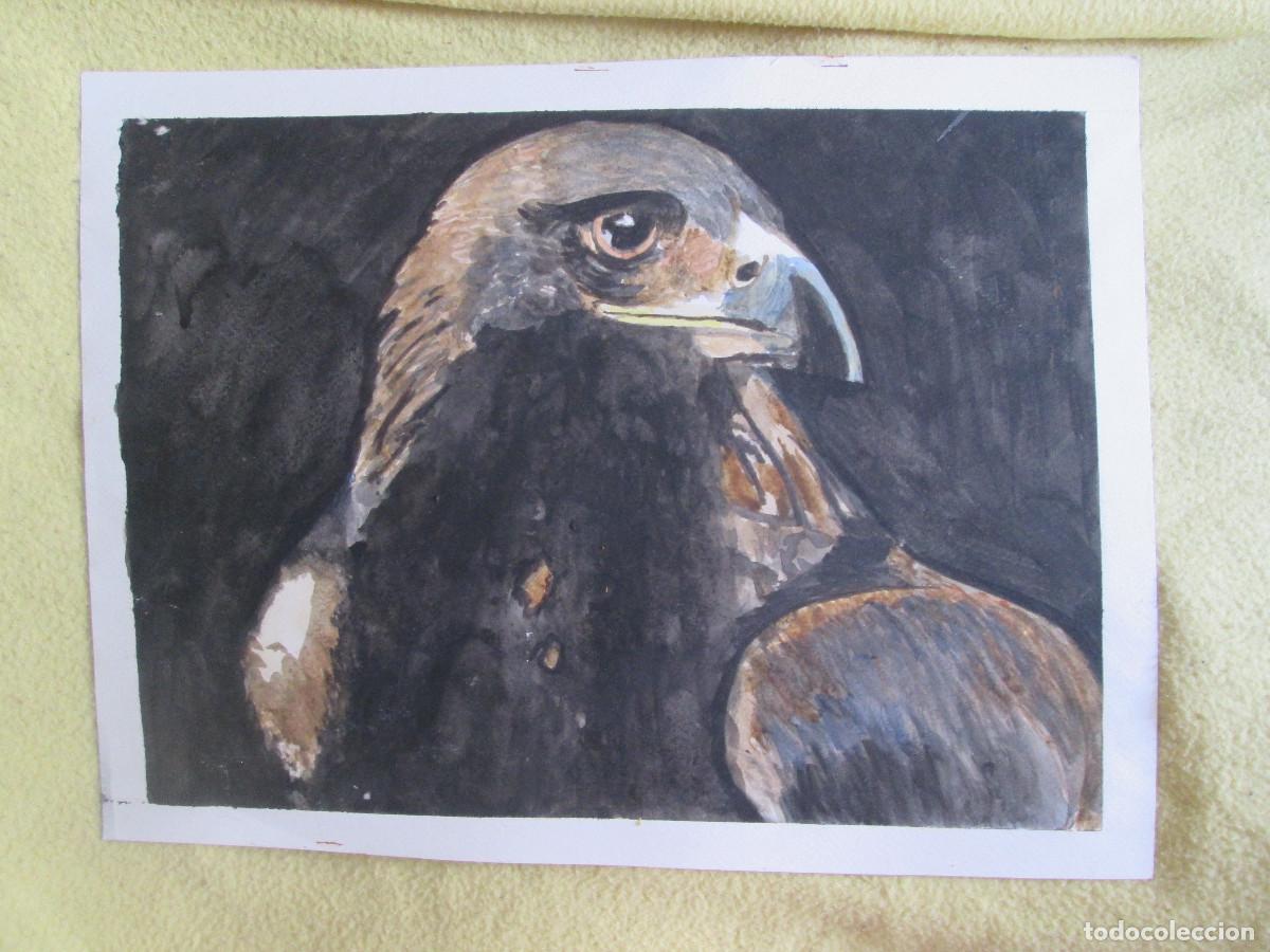 Arte: ACUARELA AGUILA REAL - Foto 1