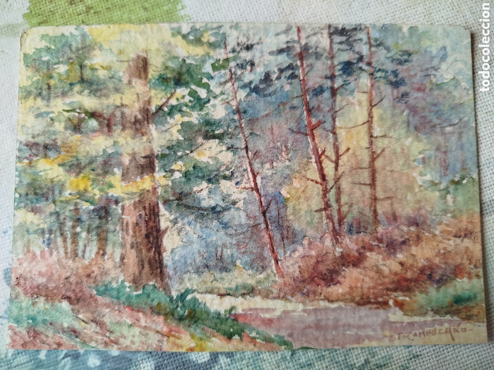 Arte: Tomas Campuzano. Bosque.