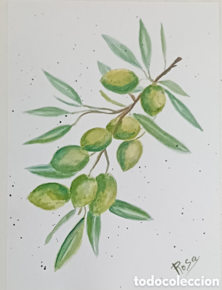 Arte: Acuarela.rama con aceitunas