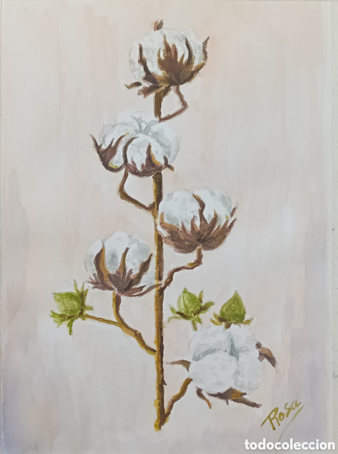 Arte: Acuarela. Rama de algod&oacute;n