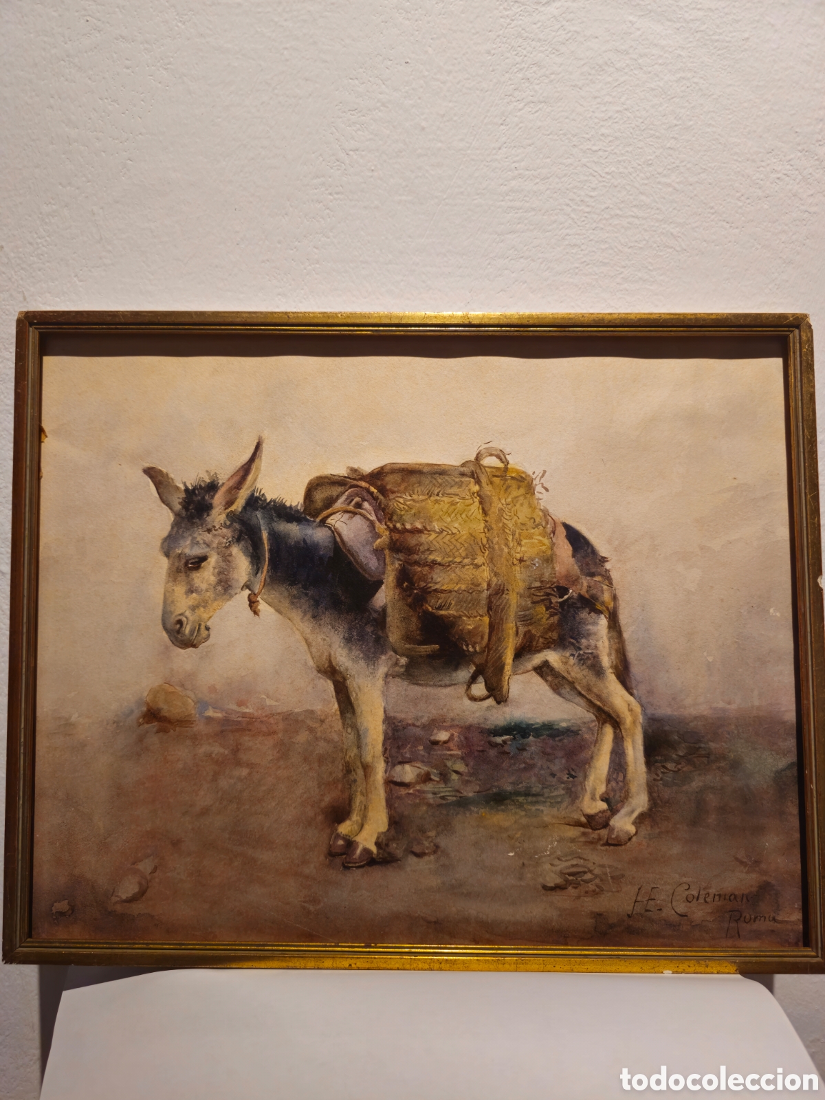 Arte: Studio di asino,Enrico Coleman