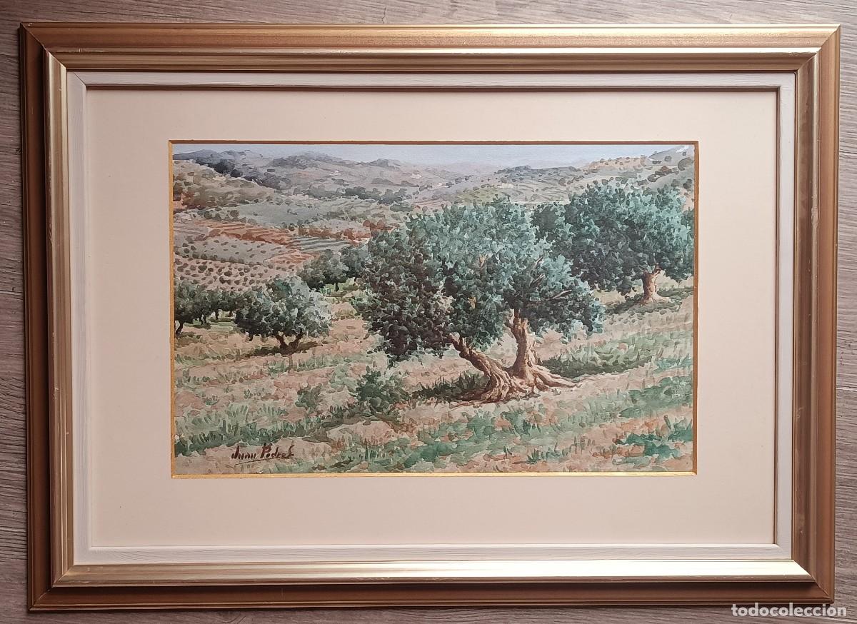 Arte: MUY BONITA ACUARELA DE CAMPO CON OLIVOS