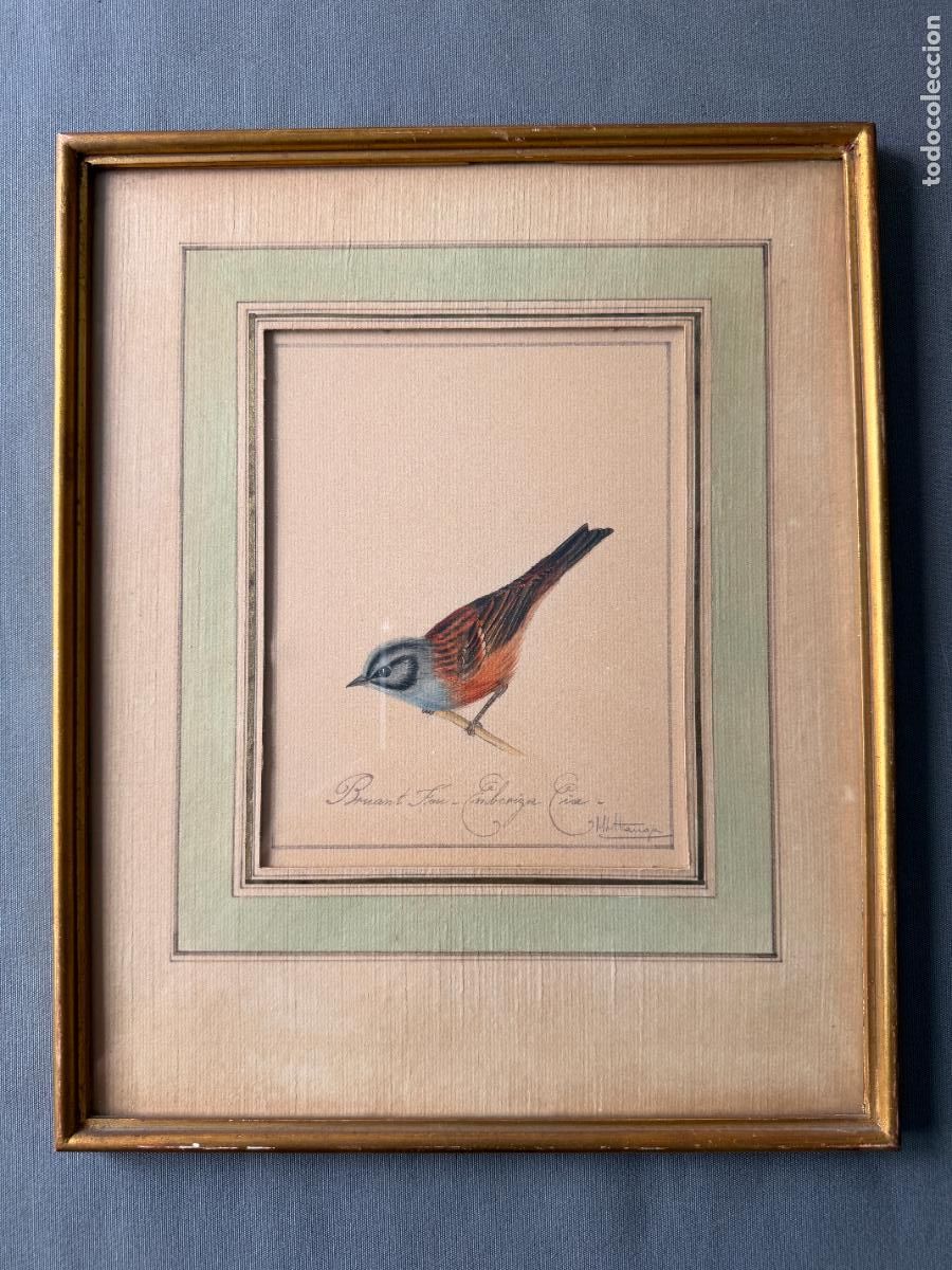 Arte: Acuarela de 1890 aprox. Escuela Naturalista posible Francia . firmada , Emberiza cia , ave , R718