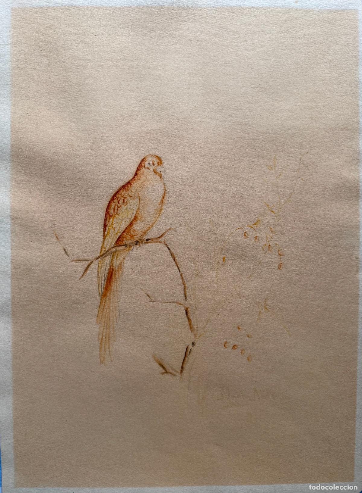Arte: Antigua acuarela con motivo de periquito , firmada Mar&iacute;a Antonia