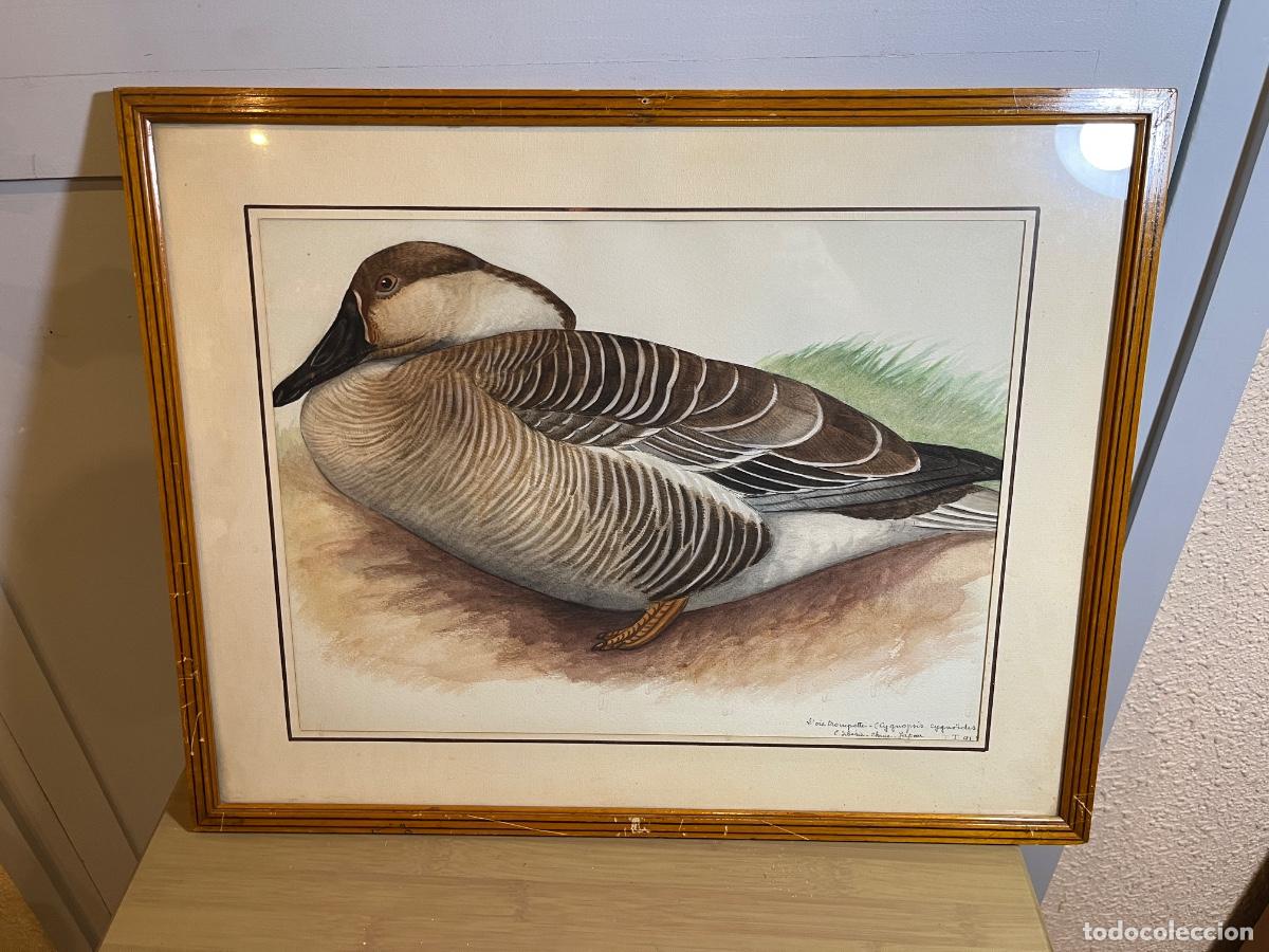 Arte: Ornitograf&iacute;a antigua ganso cisnoide Cygnopsis cygnoides acuarela cient&iacute;fica vintage Francia
