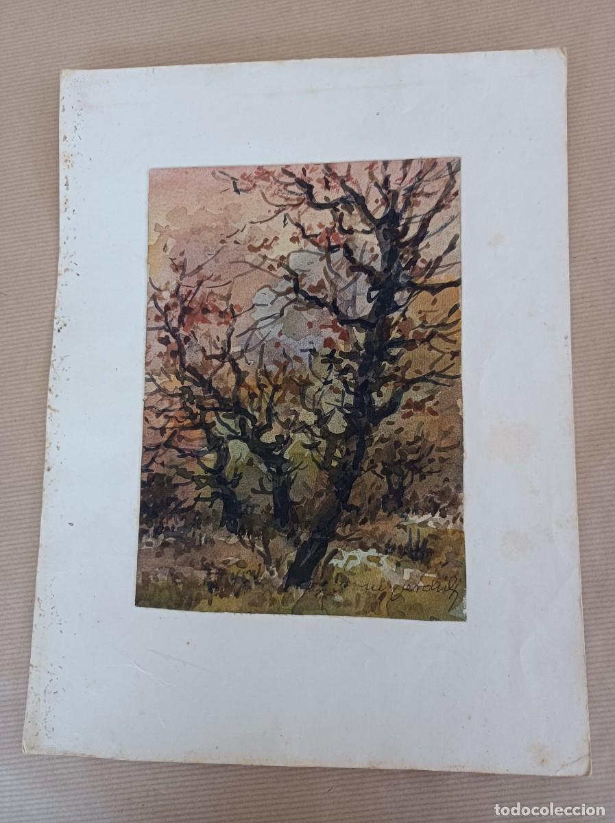 Arte: ACUARELA SOBRE CARTULINA 21 x 14 cms. &Aacute;RBOL MIGUEL MARTINEZ VERCHILI