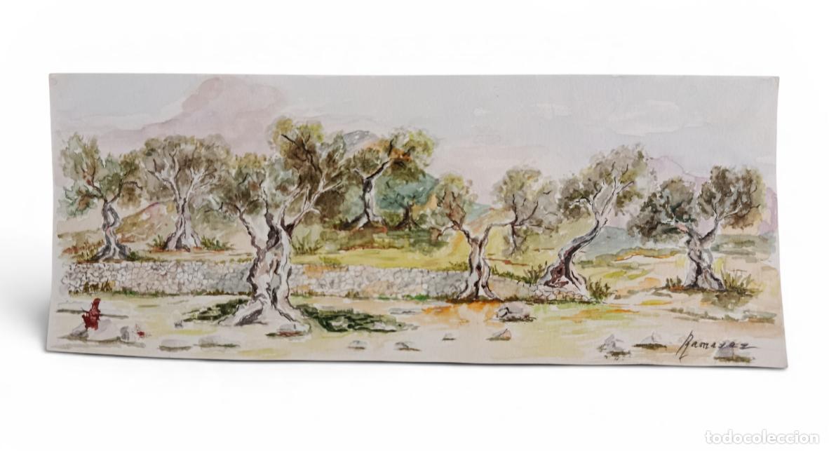 Arte: Acuarela original firmada Mar&iacute;a Antonia Ram&iacute;rez &ndash; Paisaje mediterr&aacute;neo con olivos &ndash; 12'5x32 cm