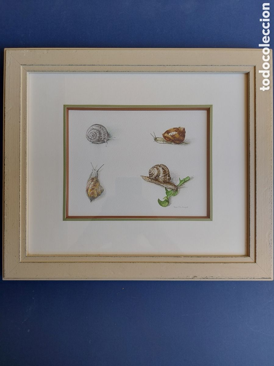 Arte: &rdquo;BOCETO DISTINTOS ESTADOS DEL CARACOL&rdquo; ACUARELA