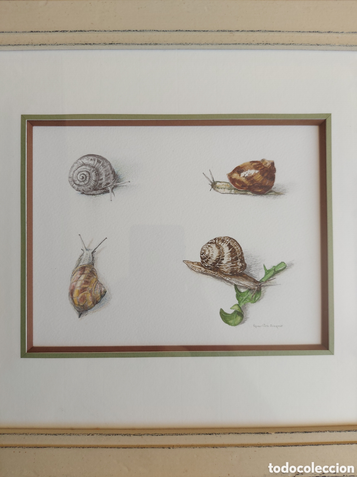 Arte: &rdquo;BOCETO DISTINTOS ESTADOS DEL CARACOL&rdquo; ACUARELA