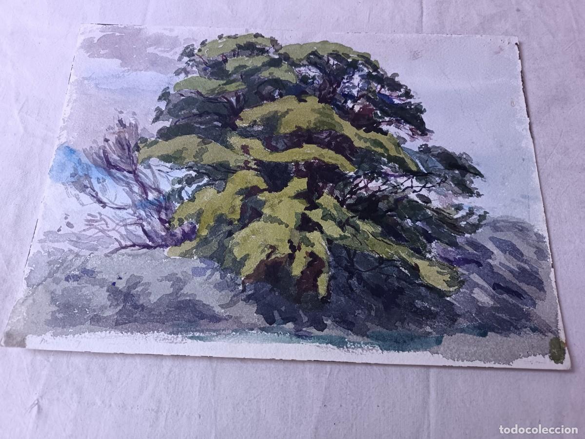 Arte: Obra Original, acuarela, escena rural con arbusto