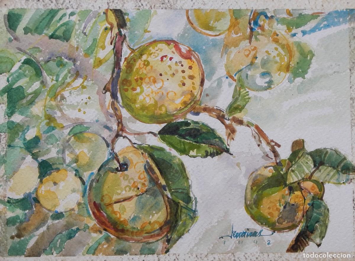 Arte: Carlos Enrique Lencinas G&oacute;mez. Acuarela sobre papel &rdquo;Pomelos. 1992&rdquo;. Firmado a mano.