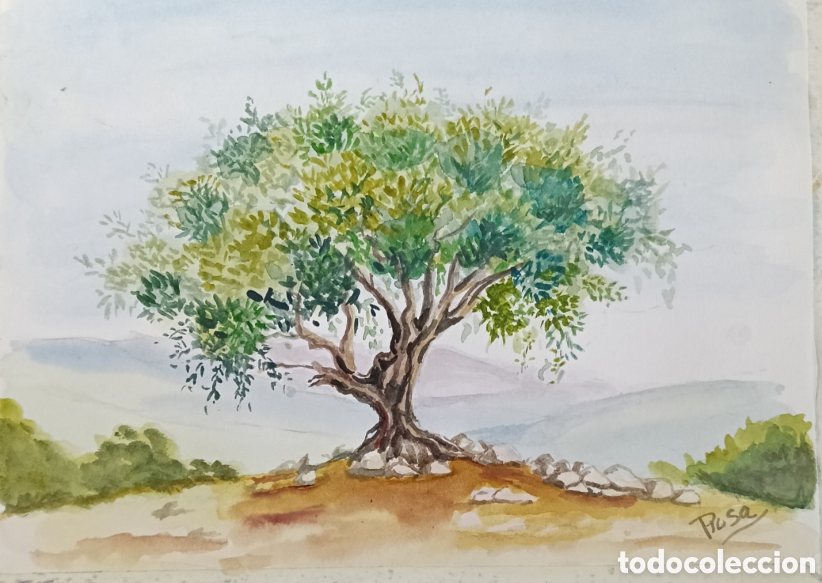 Arte: Acuarela. Olivo solitario