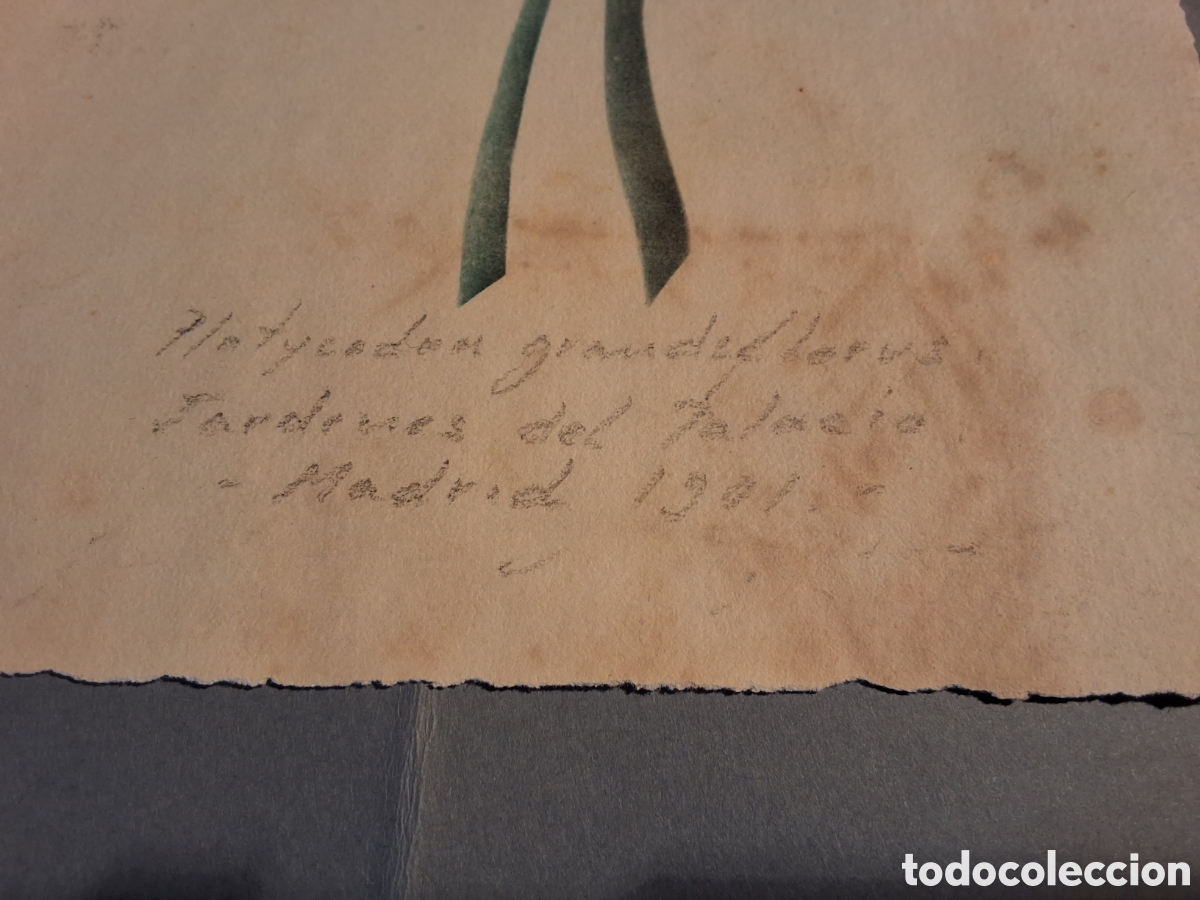 Arte: An&oacute;nimo. Estudio bot&aacute;nico. - Foto 2