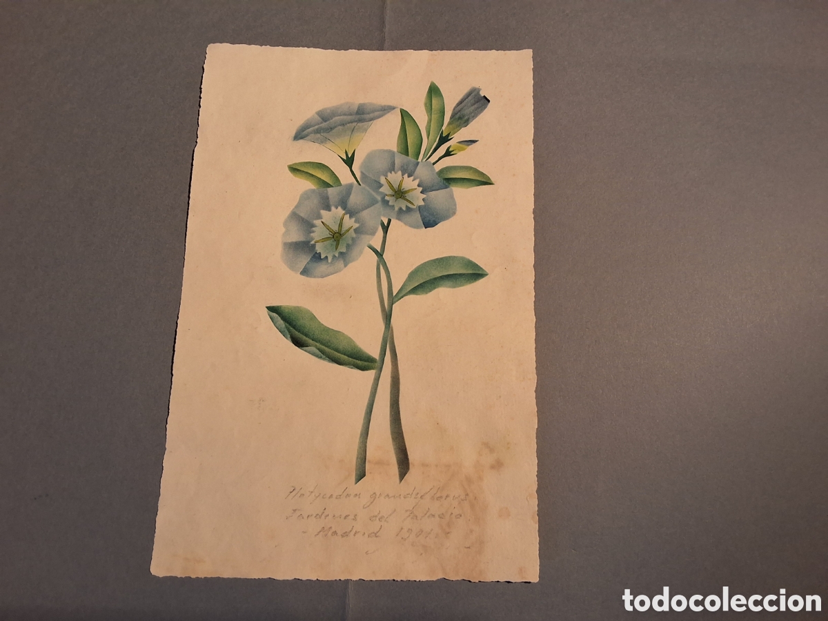 Arte: An&oacute;nimo. Estudio bot&aacute;nico.