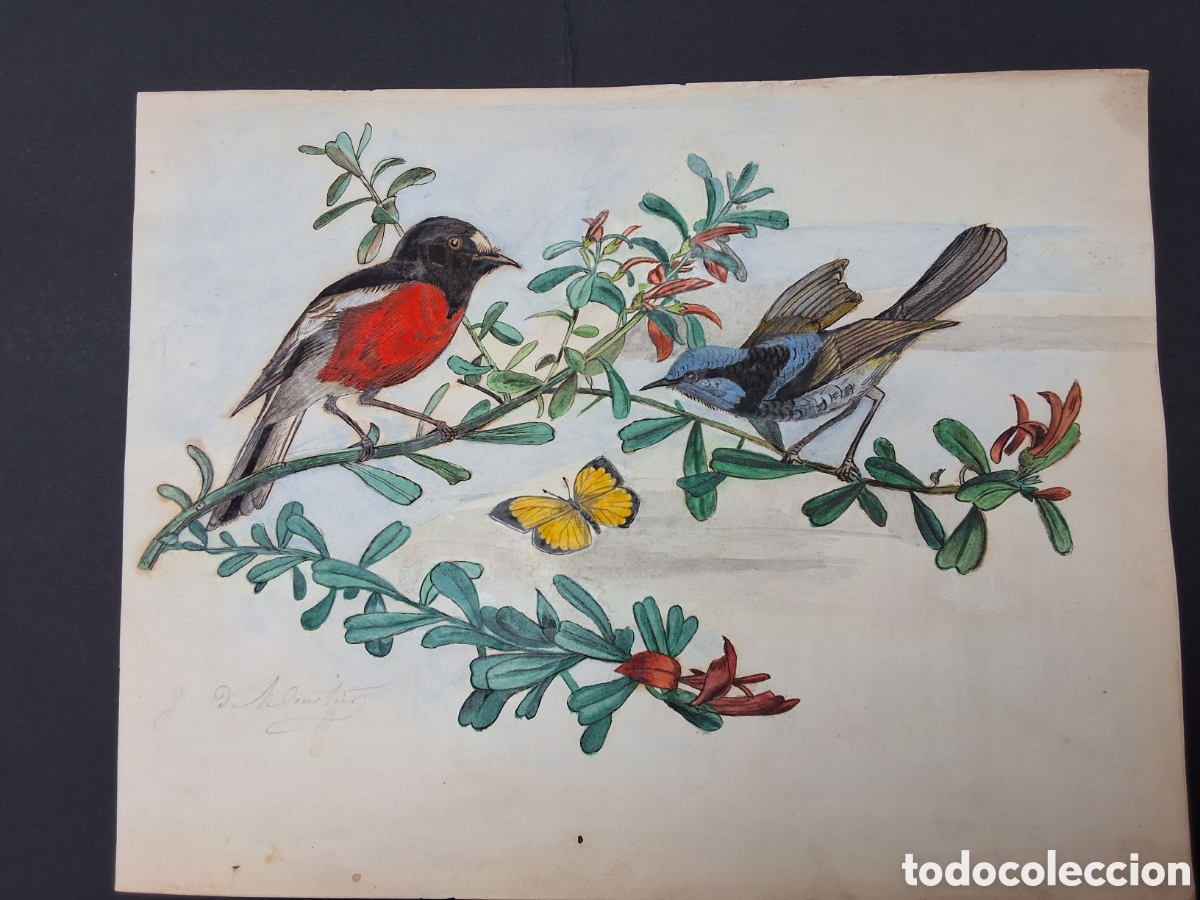 Arte: Ilegible. P&aacute;jaros y mariposa.