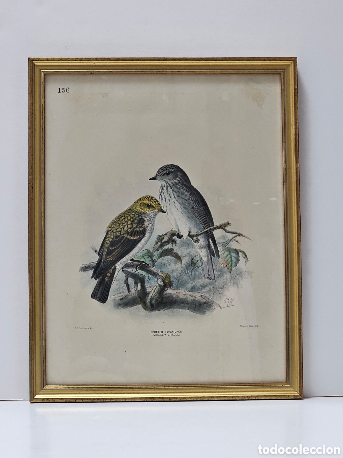 Arte: Litograf&iacute;a Original Siglo XIX J.G. Keulemans (1869-1876) - Gravado Ornitol&oacute;gico Aves