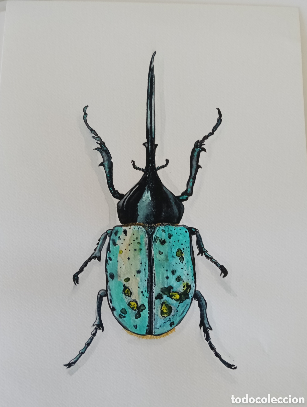 Arte: Acuarelas de insectos reales