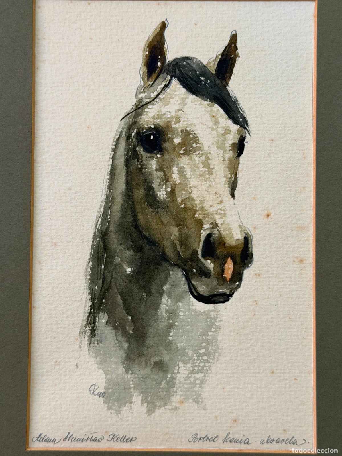 Arte: Adam Stanislaw Keller , acuarela del caballo pura raza de nombre Kenia , Polonia 1990.