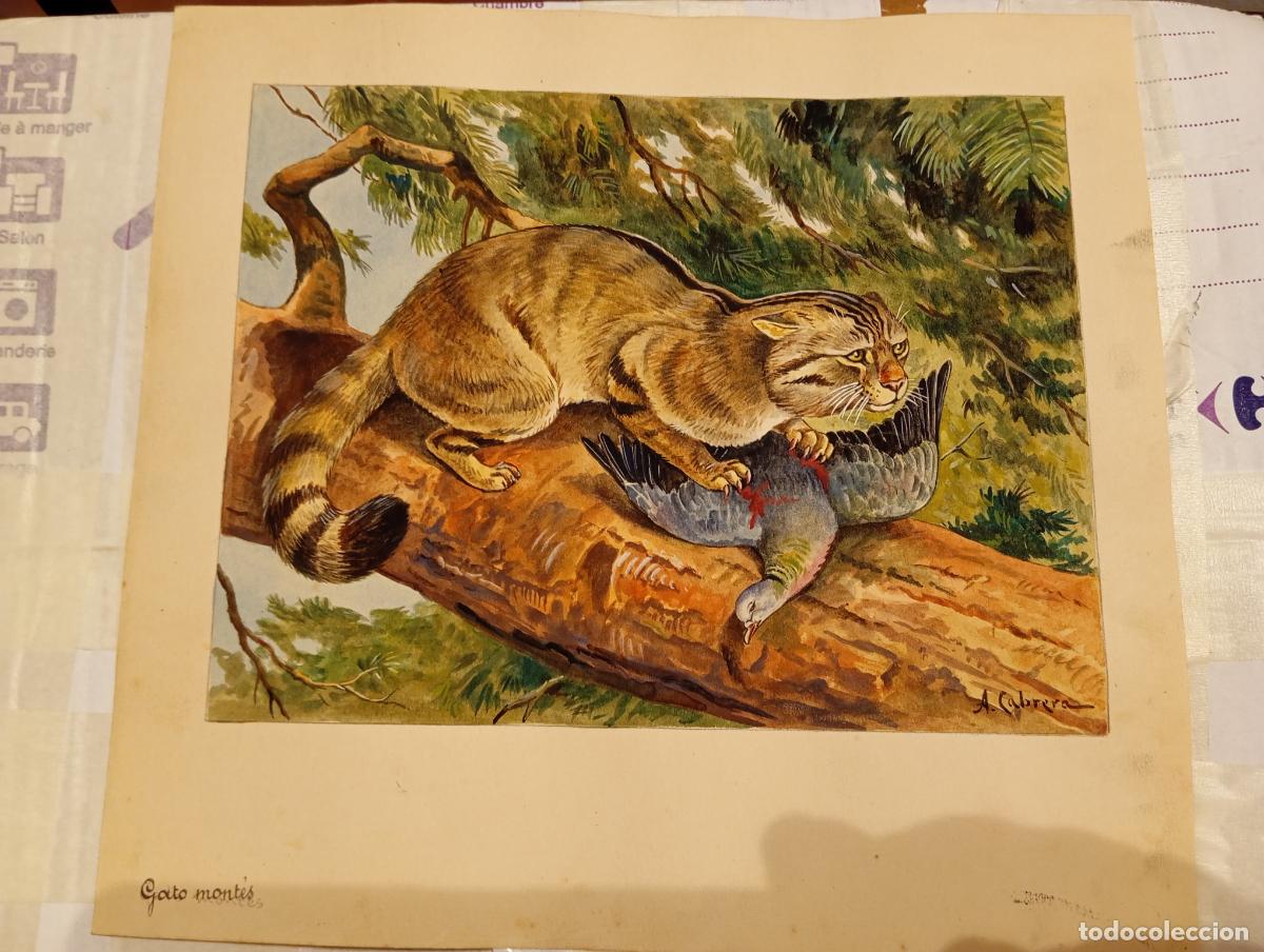 Arte: &Aacute;ngel Cabrera y Latorre. Zoologia a&ntilde;os 60 Arte Original 27 x 25 Gato mont&eacute;s Ilustraci&oacute;n para libro