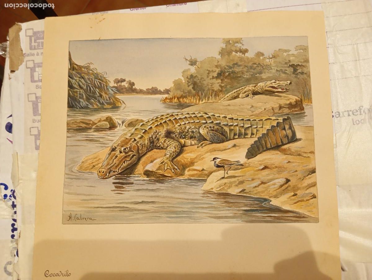 Arte: &Aacute;ngel Cabrera y Latorre. Zoologia a&ntilde;os 60 Arte Original 27 x 25 Cocodrilo Ilustraci&oacute;n para libro