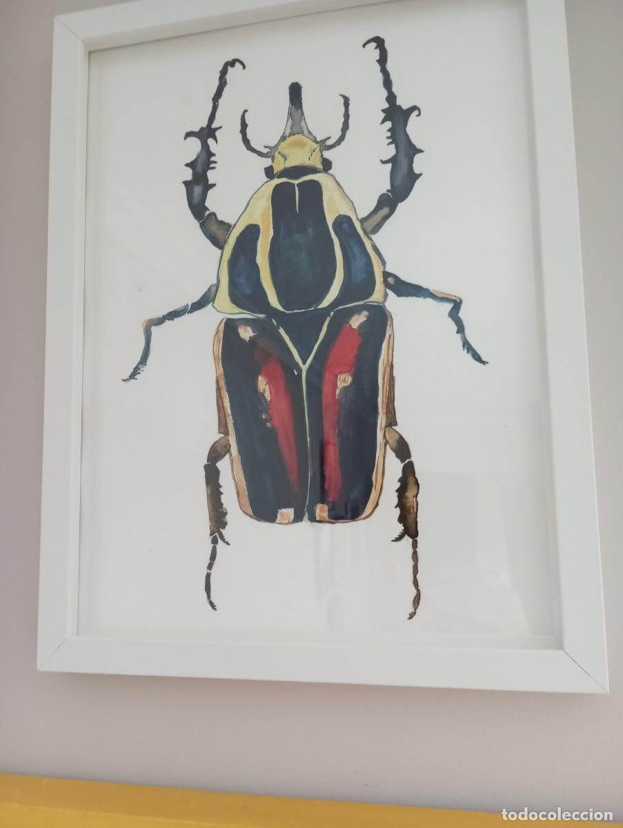 Arte: Escarabajo del Amazonas.