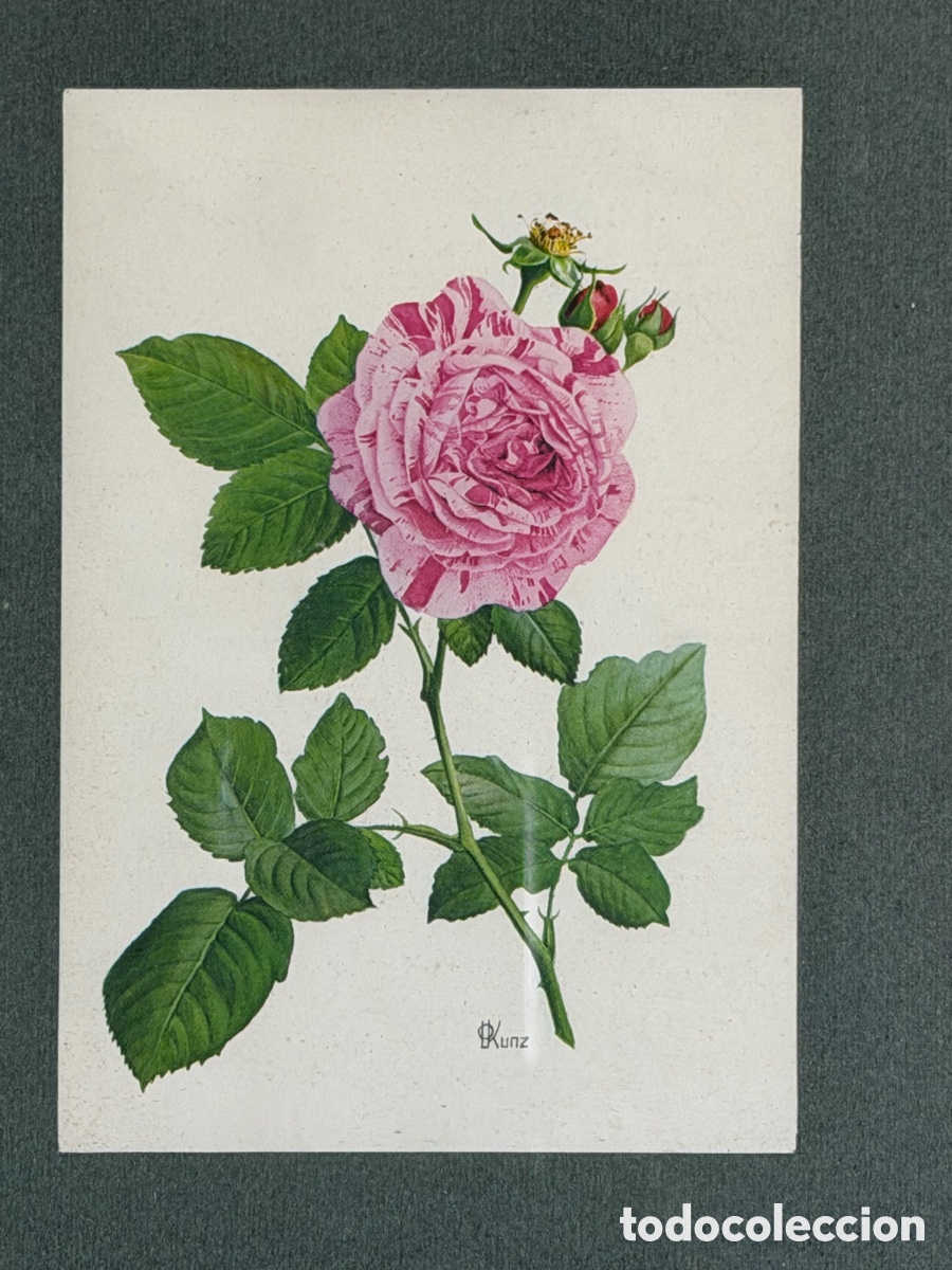 Arte: Acuarela de Flores Enmacada - Foto 3