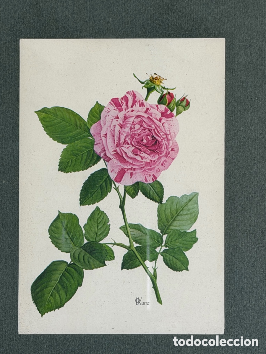 Arte: Acuarela de Flores Enmacada - Foto 4