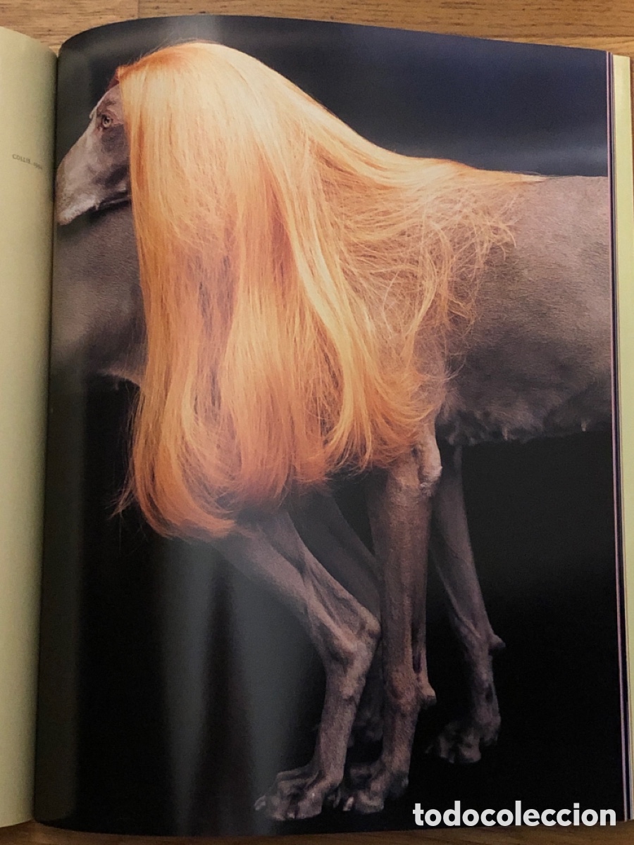 Arte: WILLIAM WEGMAN. MODEPHOTOGRAPHIEN - Foto 9