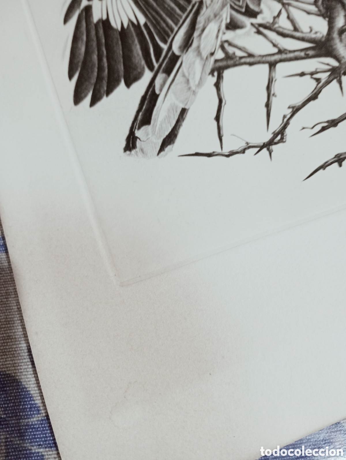 Arte: Grabado pareja alcaudones - Foto 2