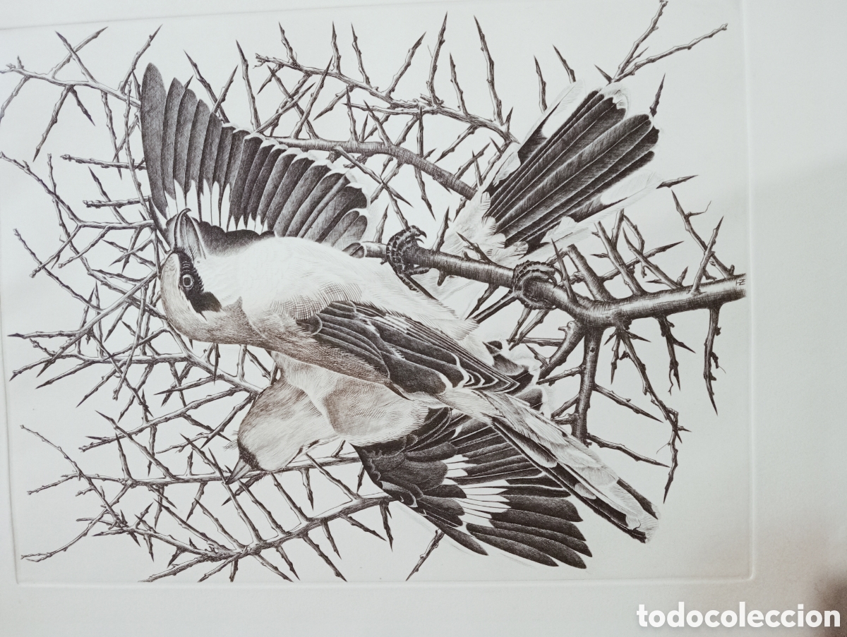 Arte: Grabado pareja alcaudones - Foto 1