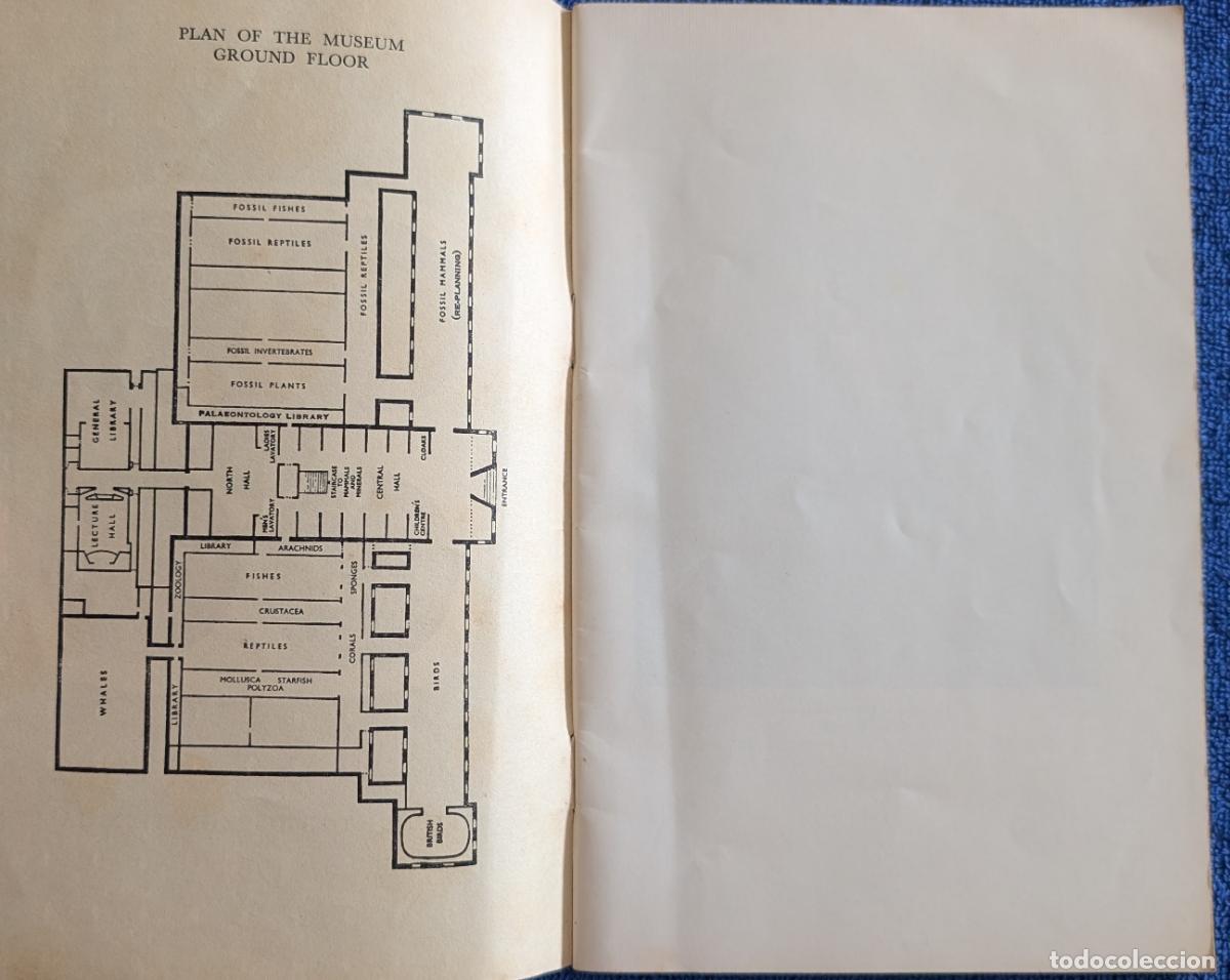 Arte: British Museum Guide - Natural History (1964) - Foto 2