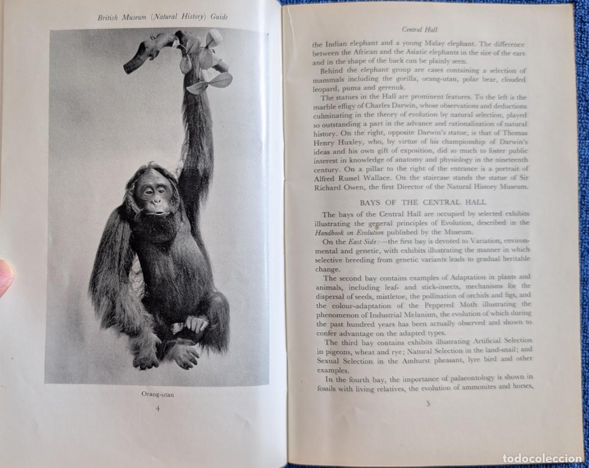 Arte: British Museum Guide - Natural History (1964) - Foto 5