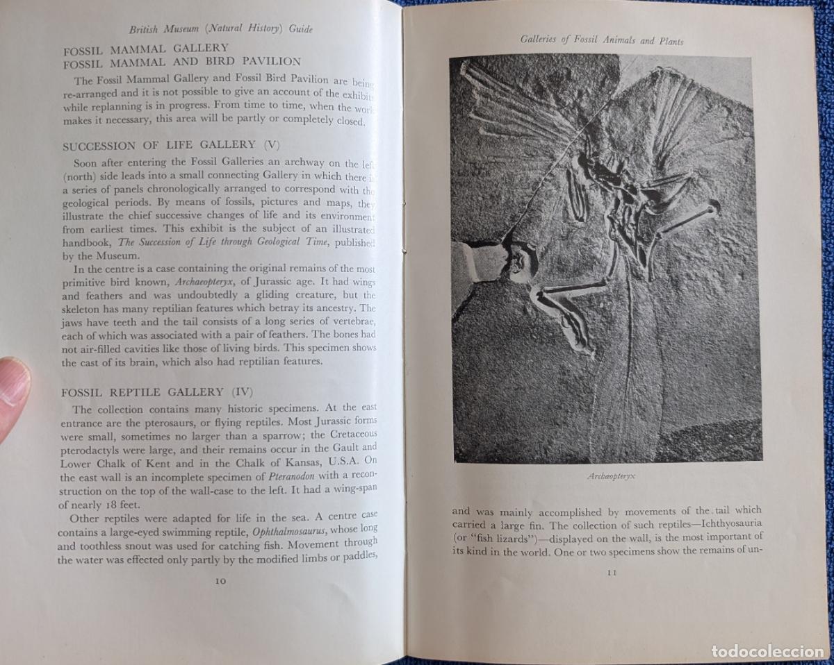 Arte: British Museum Guide - Natural History (1964) - Foto 6