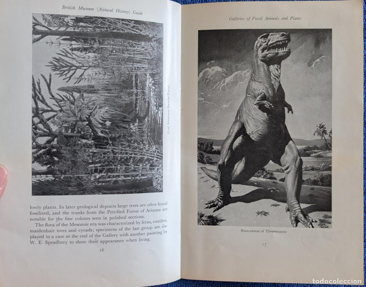 Arte: British Museum Guide - Natural History (1964) - Foto 7