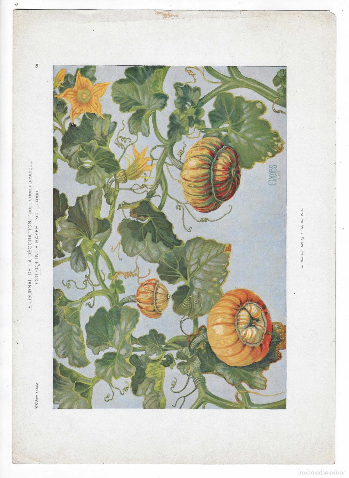 Art: JOURNAL DE LA DECORATION A&Ntilde;O XXV L&Aacute;M. 58. COLOQUINTE NAINE (F. C. Jacobs). CROMOLITOGRAF&Iacute;A 63x46