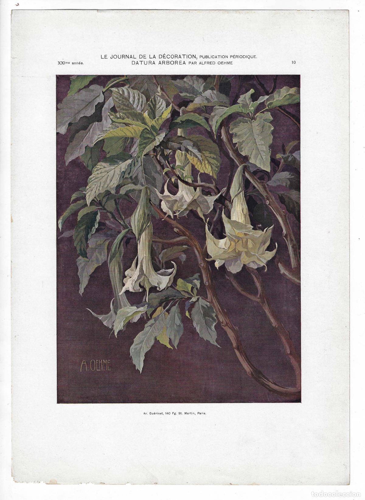 Arte: JOURNAL DE LA DECORATION A&Ntilde;O XXI L&Aacute;M. 10. DATURA ARBOREA (Alfred Oehme). CROMOLITOGRAF&Iacute;A 63x46
