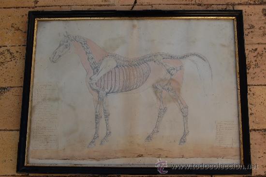 Arte: DIBUJO DE LA OSTEOLOGIA DEL CABALLO - Foto 1